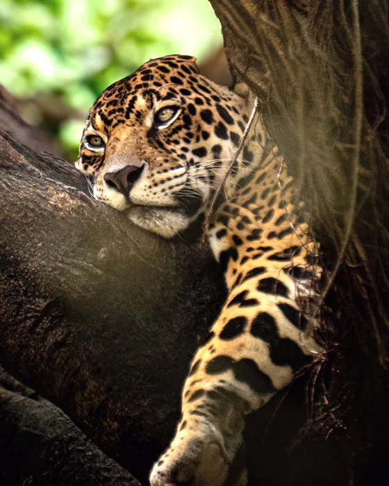 Ein Jaguar auf einem Ast im Pantanal
