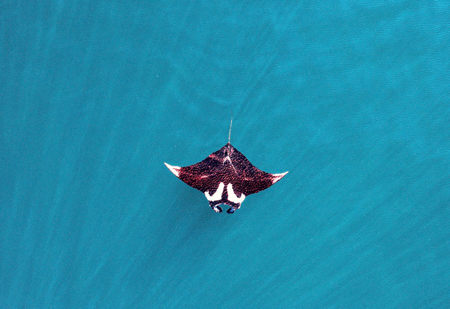 Mantarochen von oben im offenen, türkisen Wasser