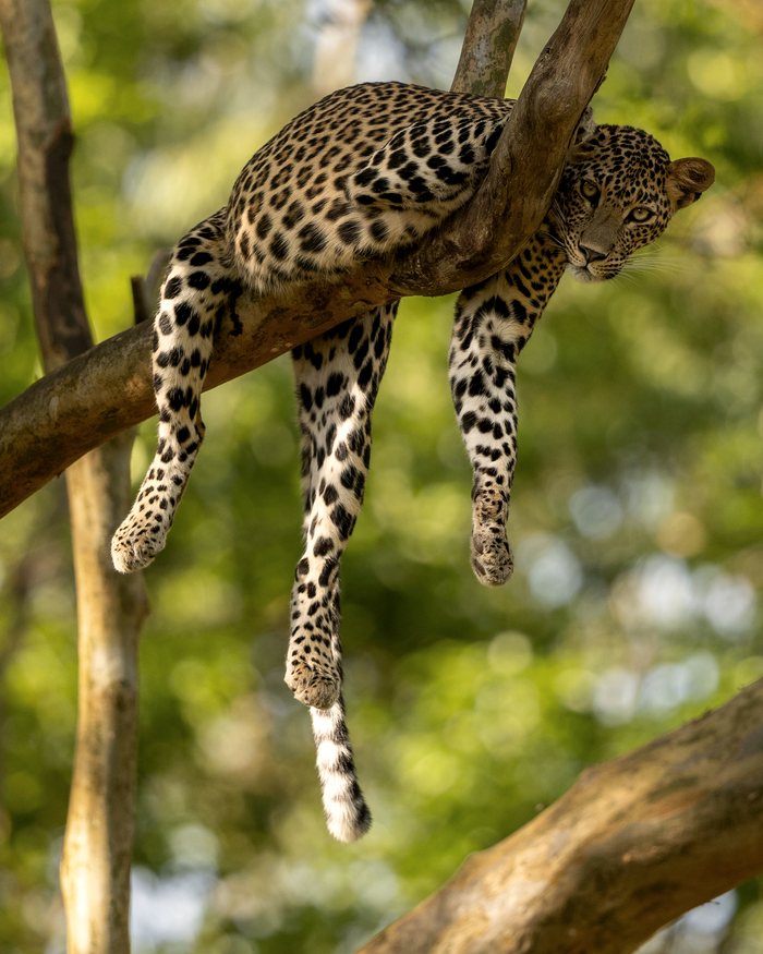 Leopard auf einem Ast im Yala Nationalpark
